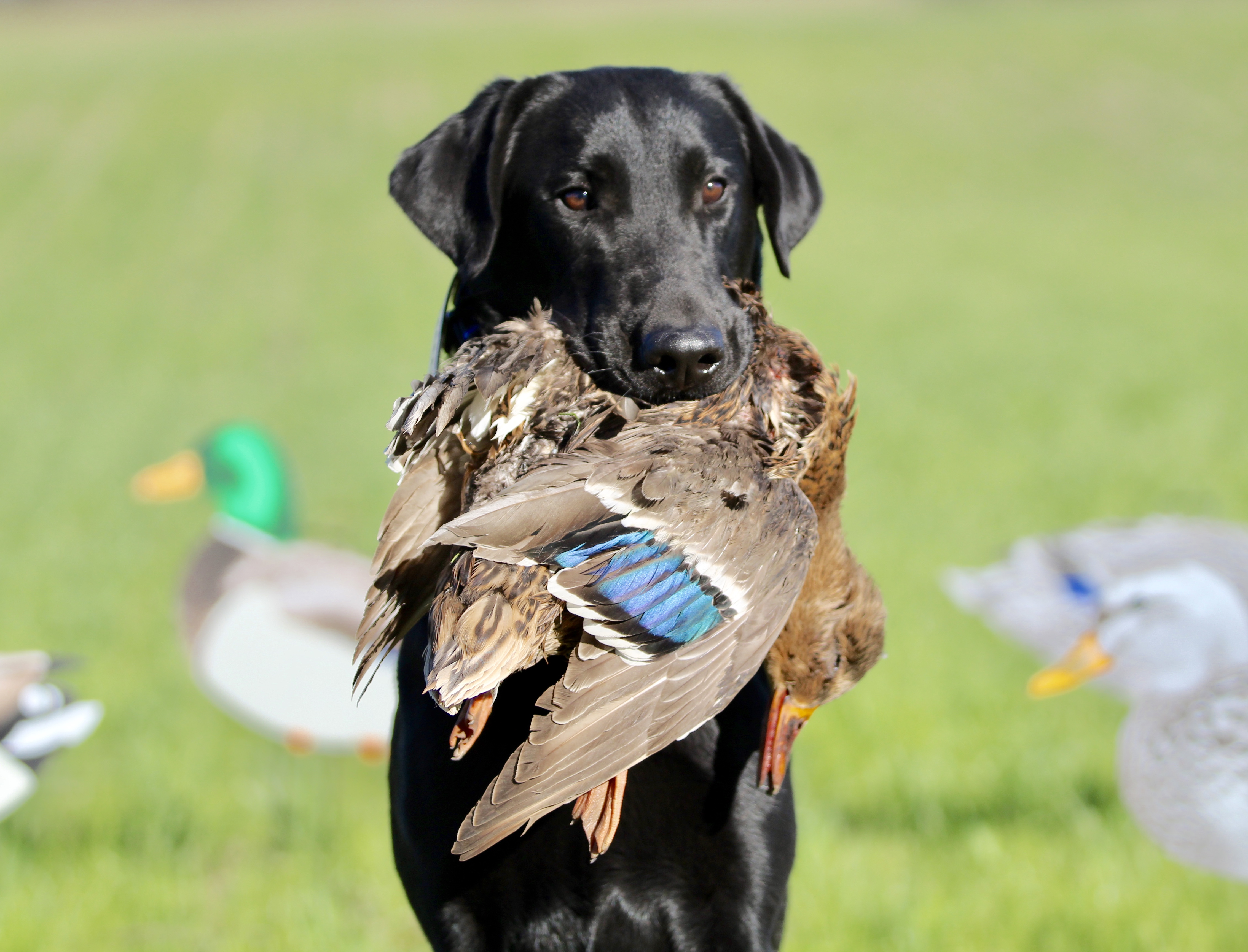 3 Ring Castor | Black Labrador Retriver