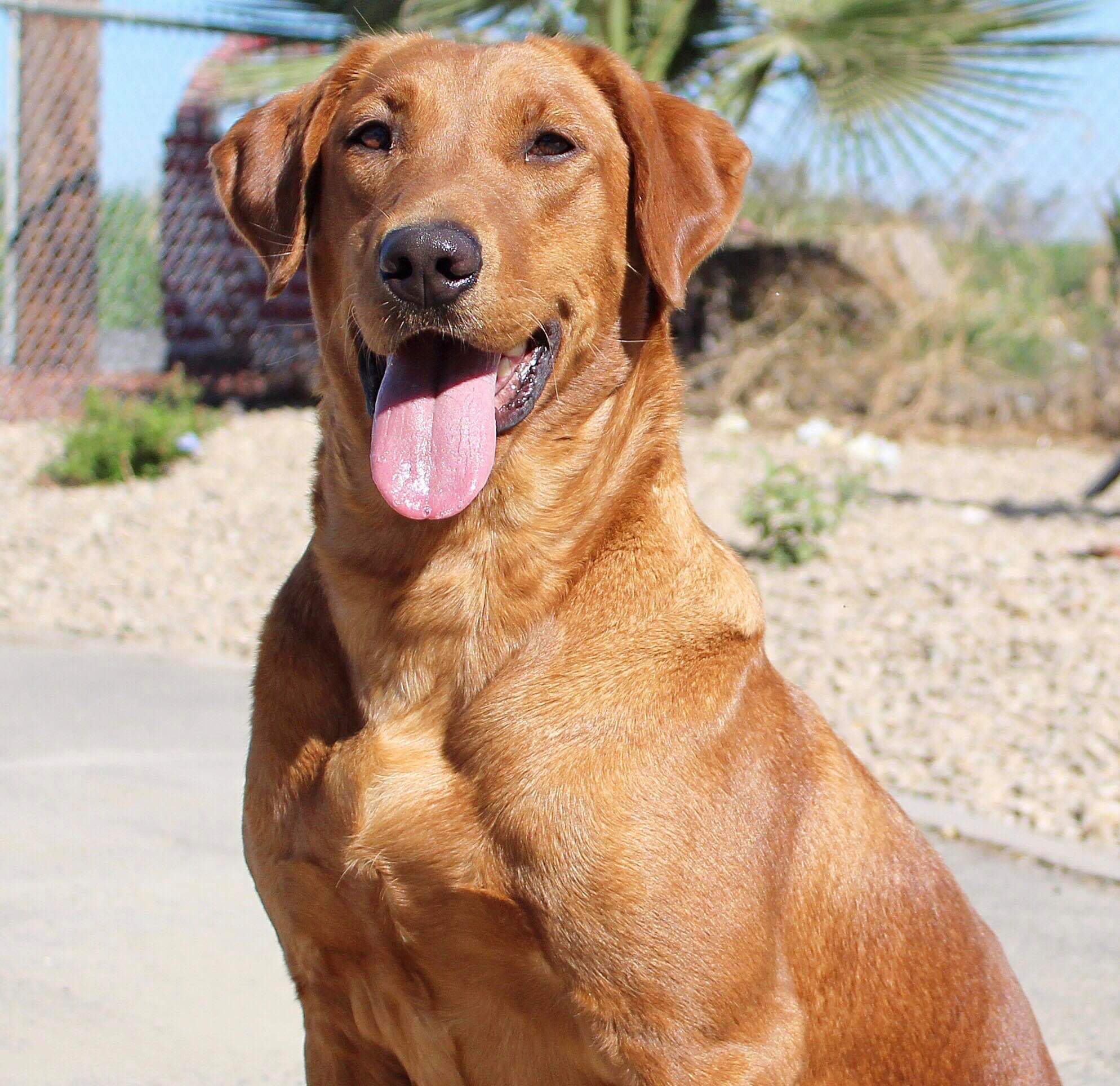 Super Explosive Ammo | Yellow Labrador Retriver