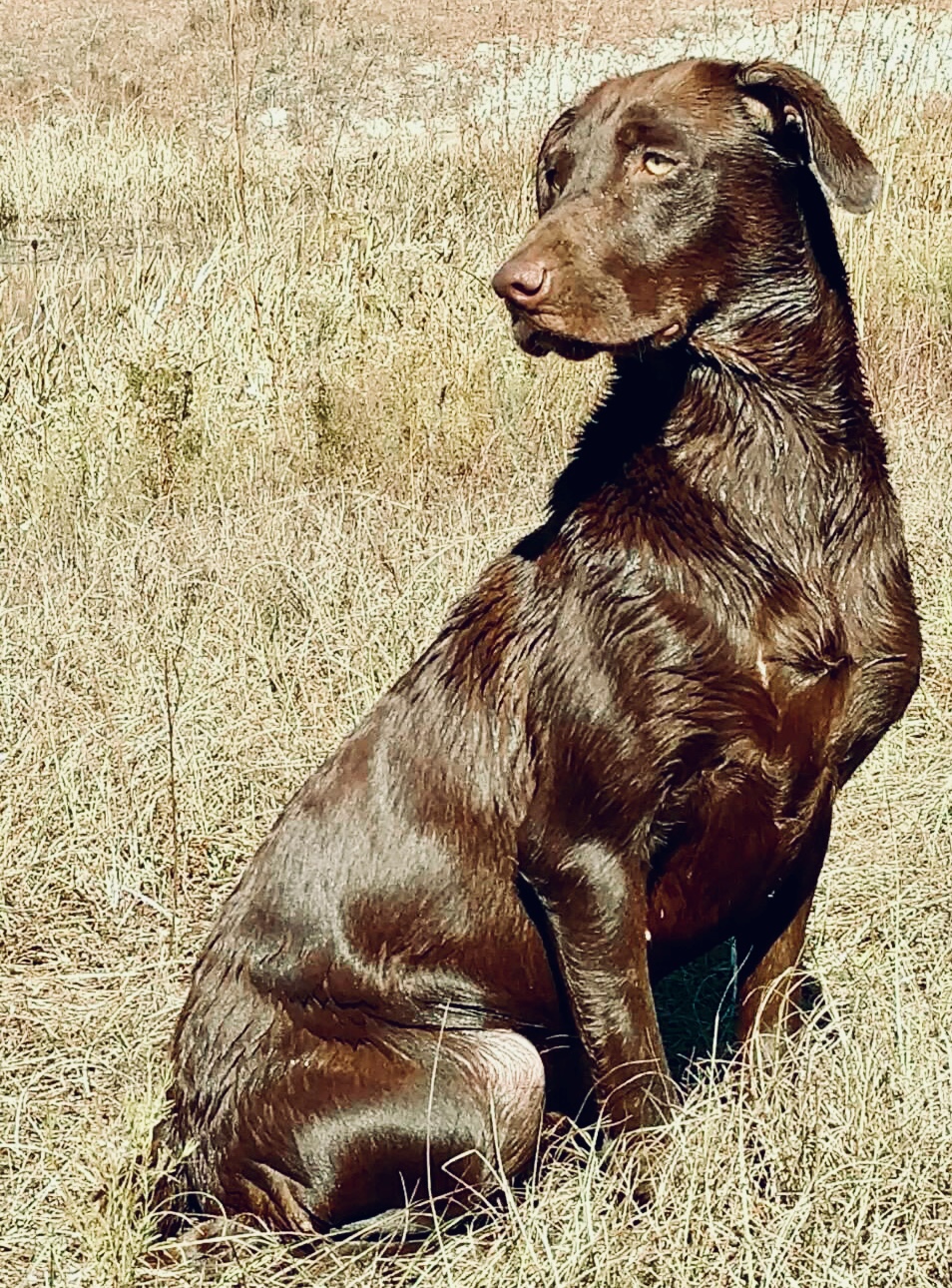 Lil’ Blue Belle Of Trinity JH | Chocolate Labrador Retriver