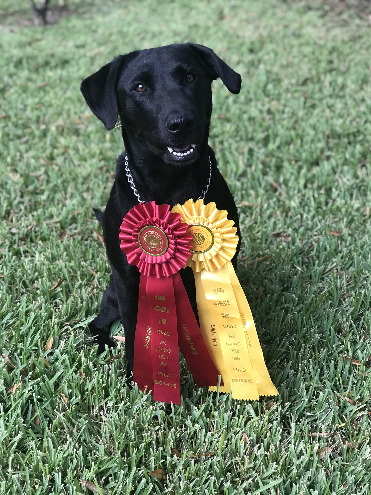 My Rock's Eye On Sophie QAA | Black Labrador Retriver