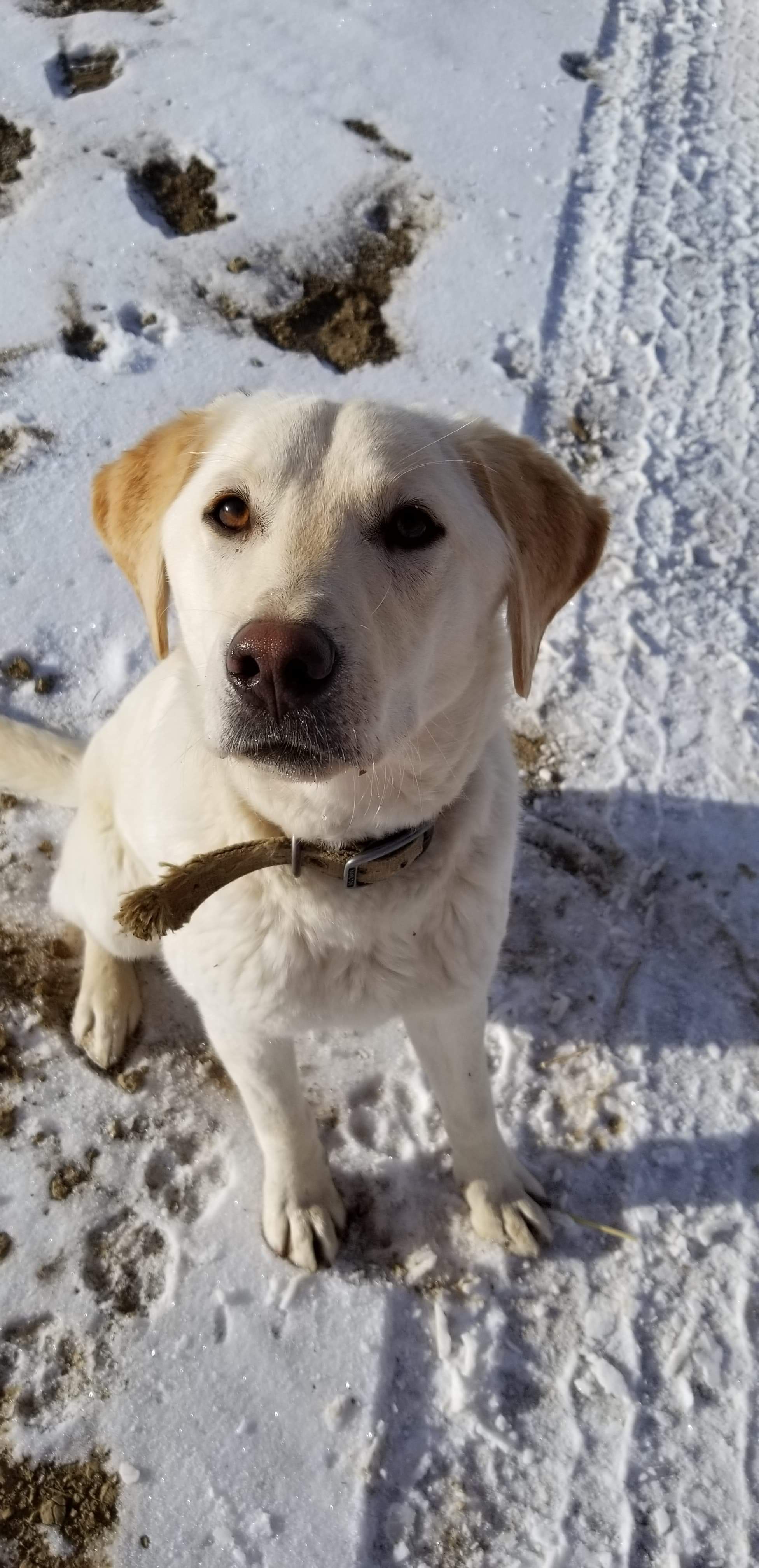 CCK Goosander of Poklea Tudorcourt | Yellow Labrador Retriver