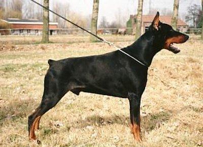 Riquez v.'t Rujanuda's Hof | Black Doberman Pinscher