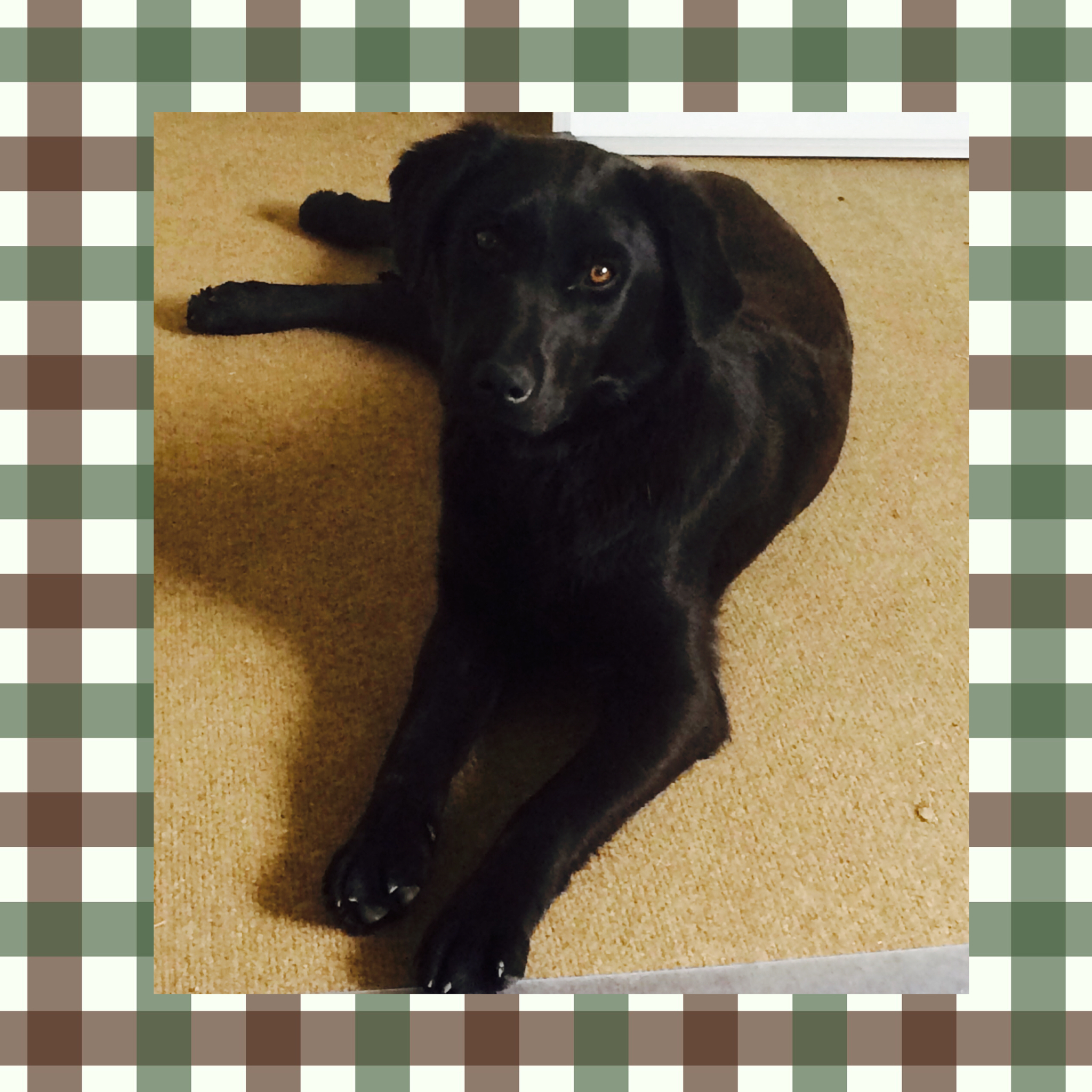 CCK Killerisk Irish Scoter Of Pocklea | Black Labrador Retriver