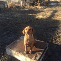 Cinnamon | UNKN Labrador Retriver