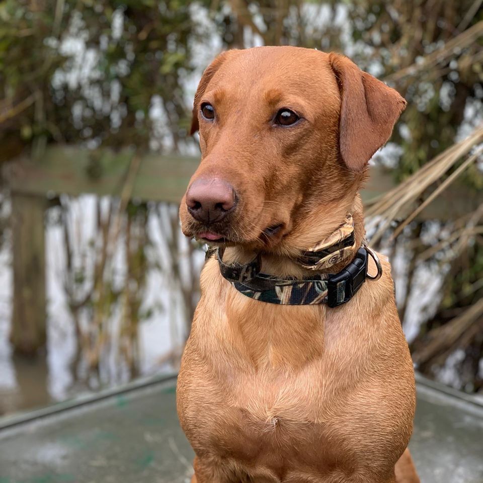 Autumn’s Graceful Storm | Yellow Labrador Retriver