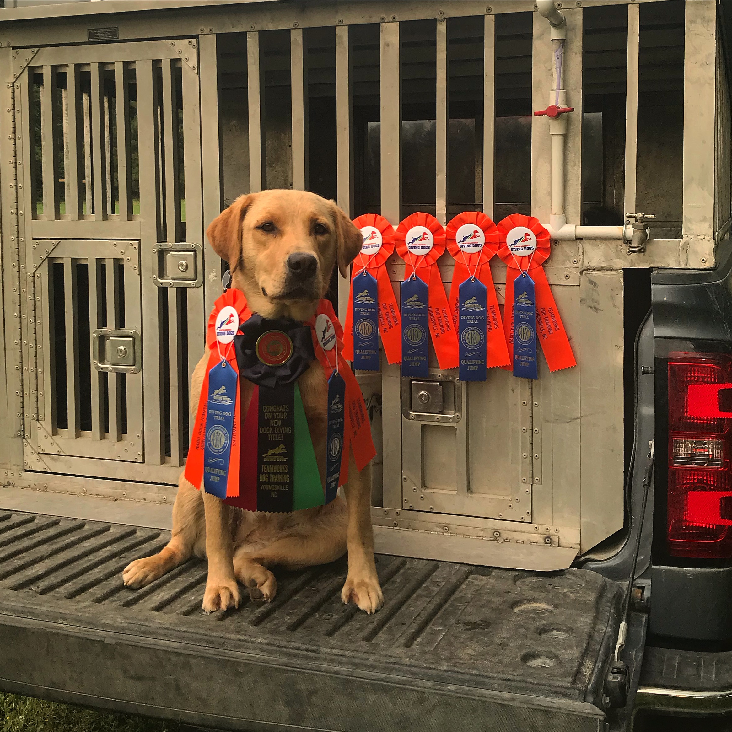 SHR USJ Bobbie Sue Simpson JH DS CGCA TKI | Yellow Labrador Retriver