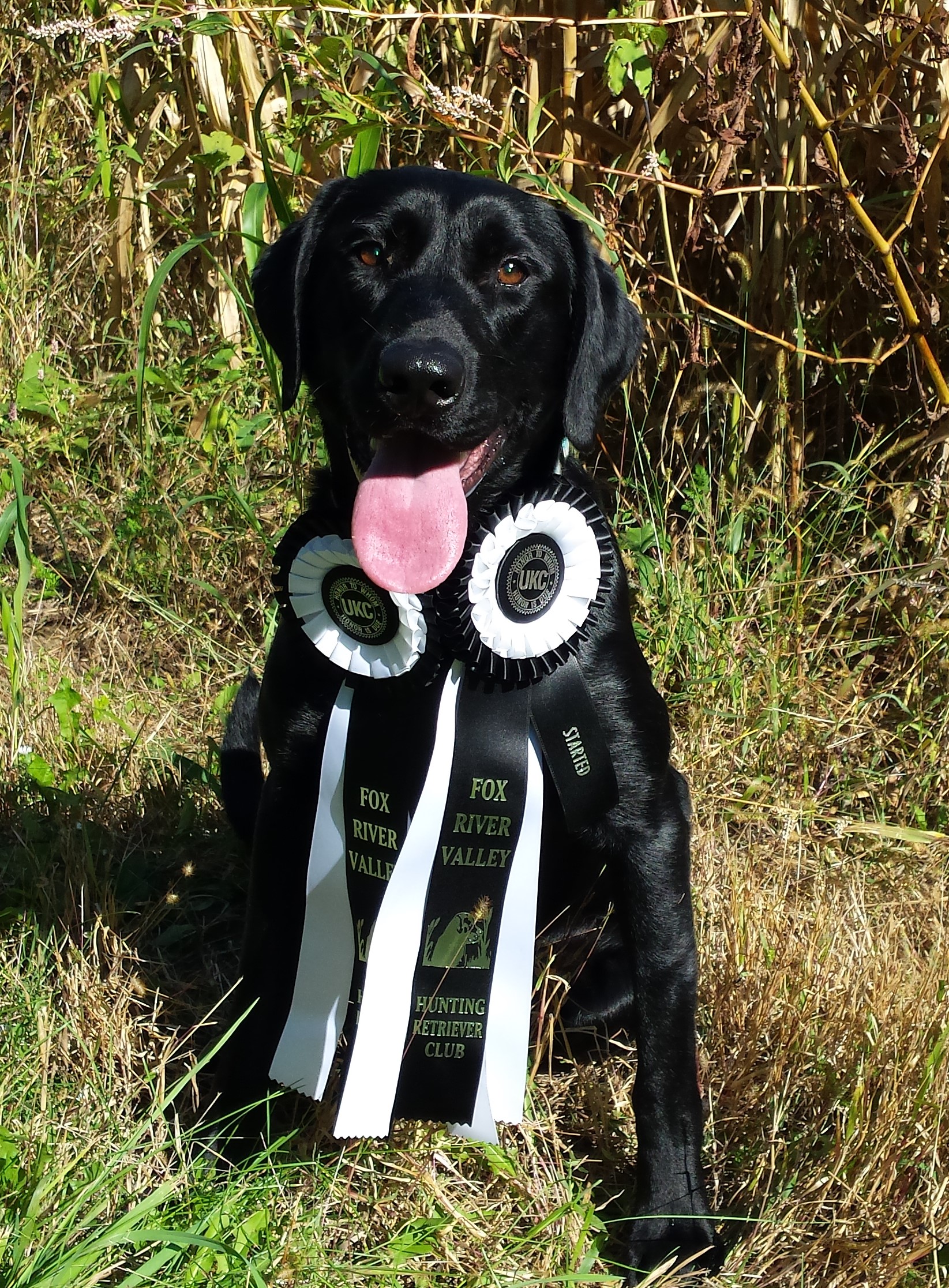 HRCH Double J's Long Drive To Drakes Bay | Black Labrador Retriver