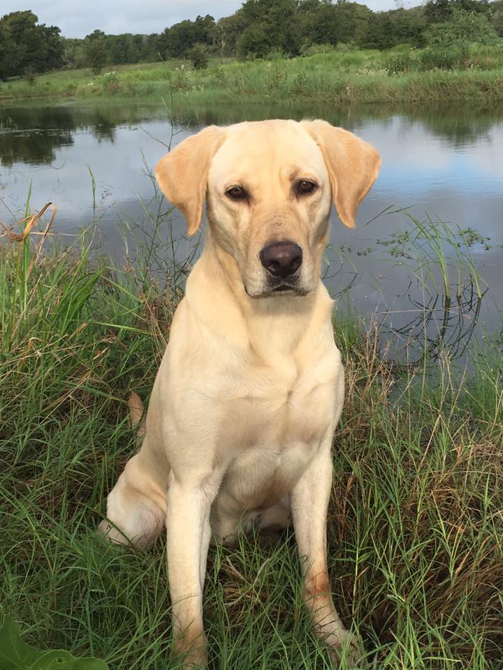 Pancho Pecos, Rebel With A Cause MH | Yellow Labrador Retriver