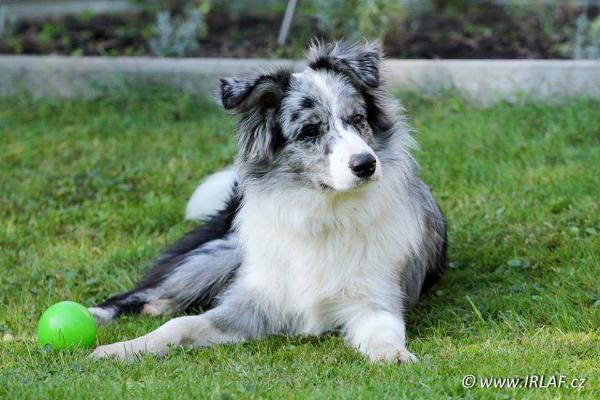 Brave Heart Royal Fellow | Border Collie 