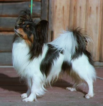 Havsvindens Cowboy | Papillon 
