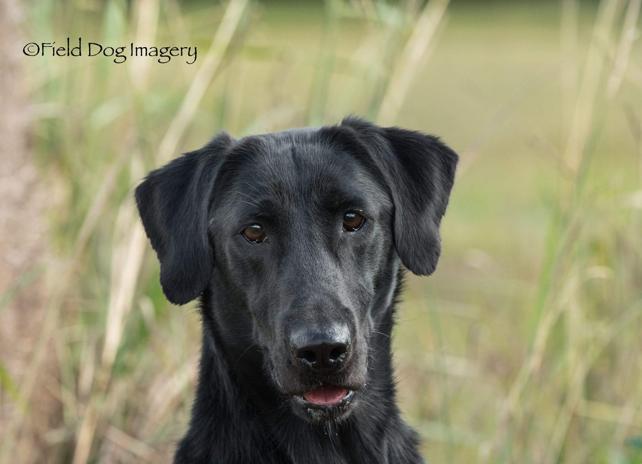 Lean Mac's Pistol Annie | Black Labrador Retriver