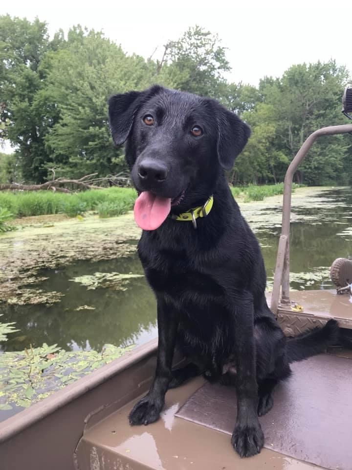 GRCHSD3 SHR RO1 Ironpaws Chasin’ The Dream RN RATN | Black Labrador Retriver