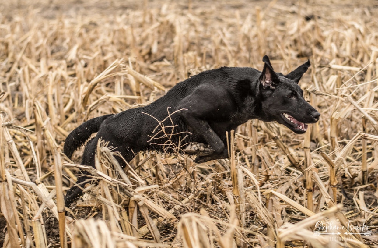 Millican | Black Labrador Retriver