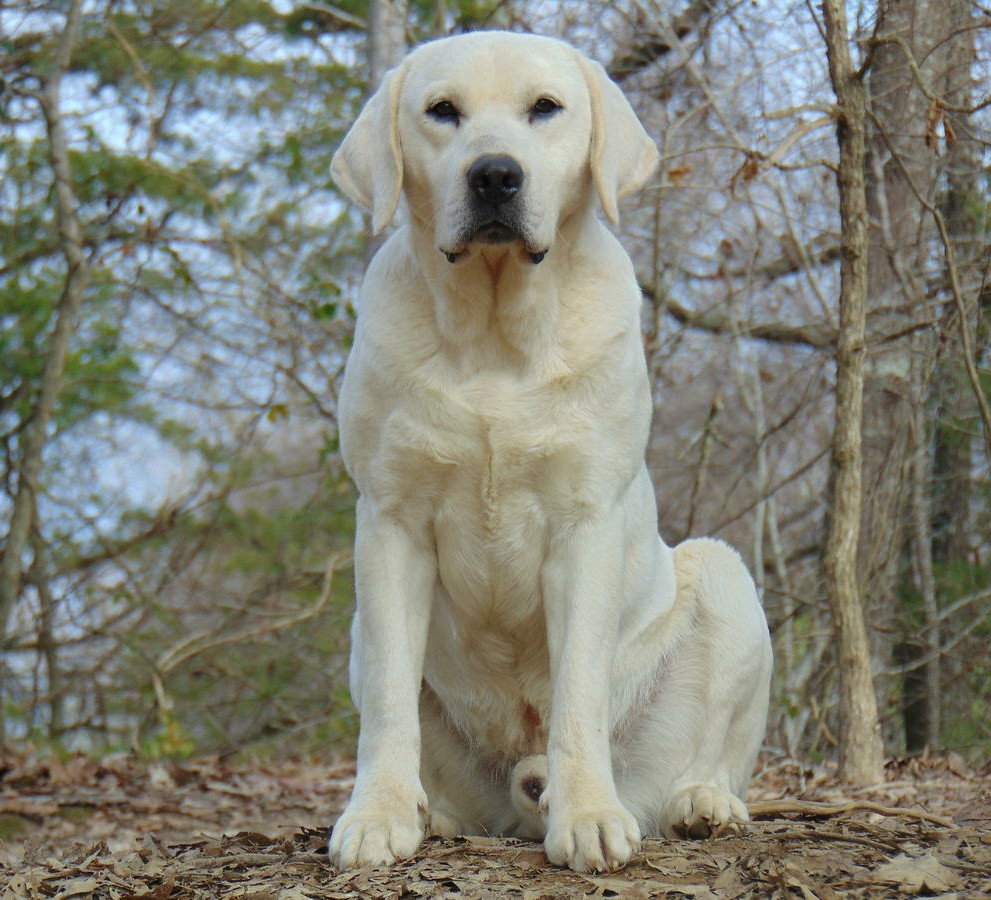 Enid's Turn On The Defrost | Yellow Labrador Retriver