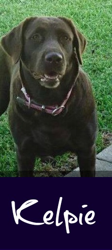 Braley's Magic Abby | Chocolate Labrador Retriver