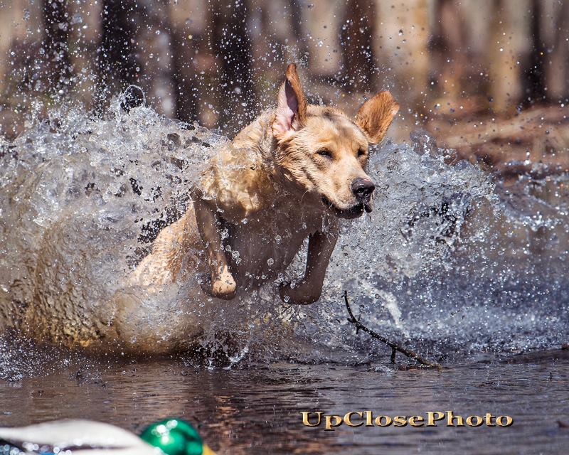 GHRCH(4) HOF QAA WYCO'S HULK'N Victor MN1 | Yellow Labrador Retriver