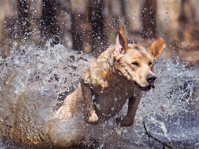 GHRCH(4) HOF QAA WYCO'S HULK'N Victor MN1 | Yellow Labrador Retriver