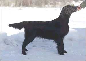 Black Mica's Thats' for Sur | Flat-Coated Retriever 