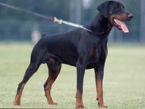 Judifax Omar | Black Doberman Pinscher