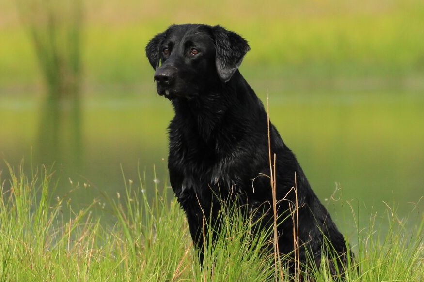 HRCH Nunn Betters Tru Gauge MH QAA | Black Labrador Retriver