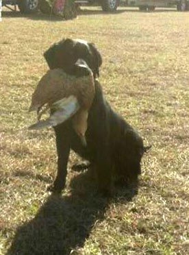 Smith's Blue Moon Shadow JH | Black Labrador Retriver