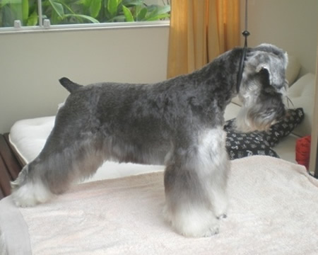 Milla Paguinca | Miniature Schnauzer 