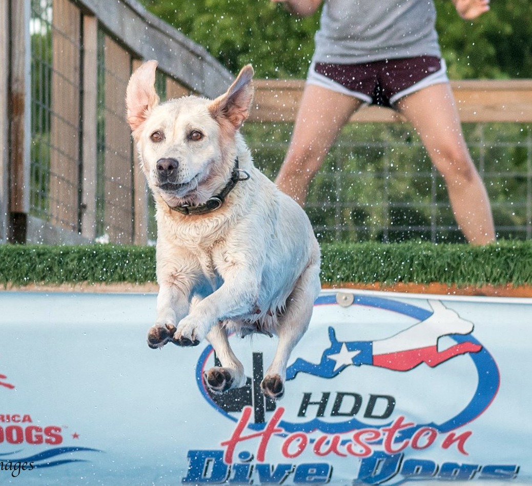 Street's Judd's Westminster Abby DJ | Yellow Labrador Retriver