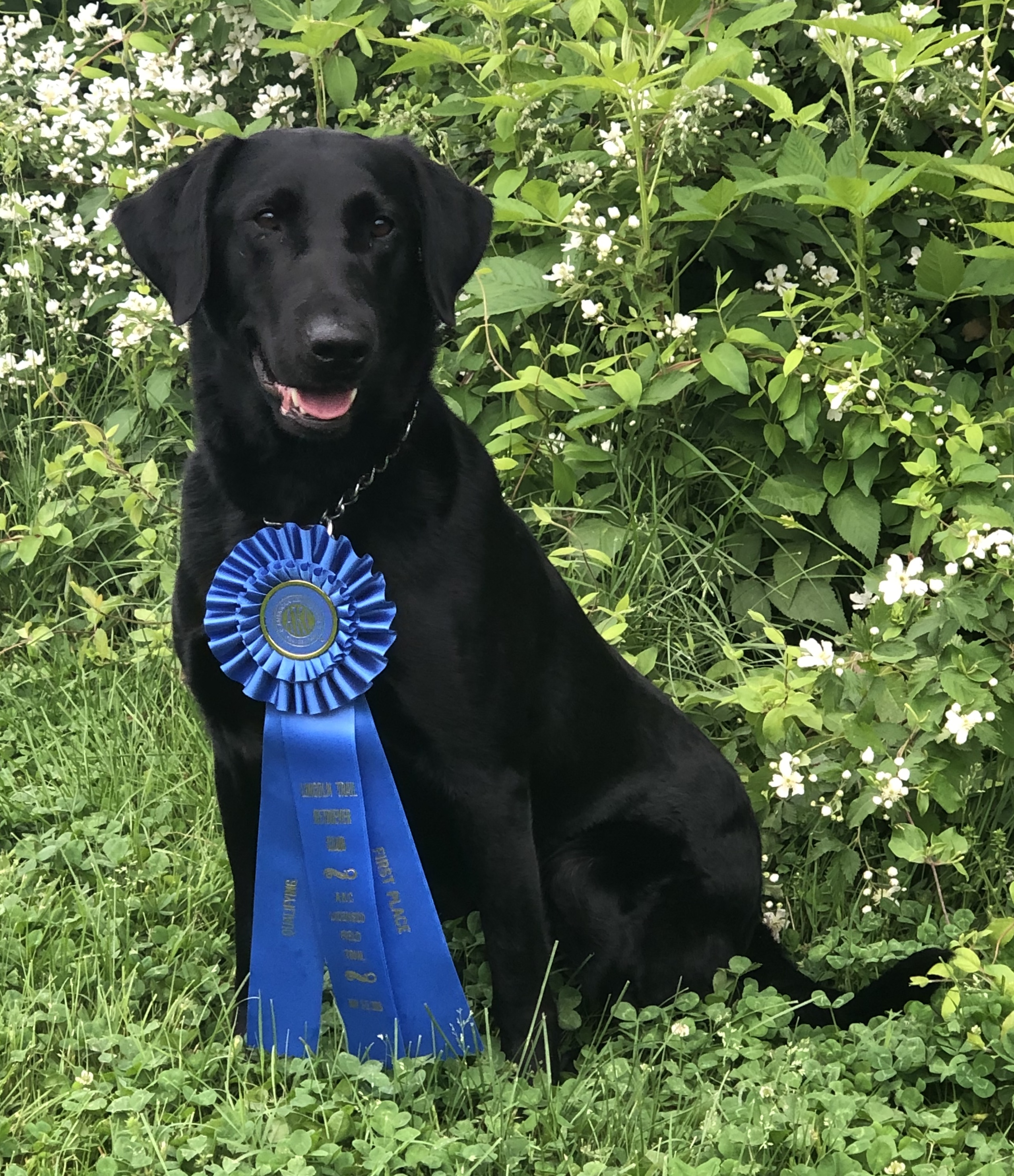 Troublesome Oklahoma Girl MH QA2 | Black Labrador Retriver