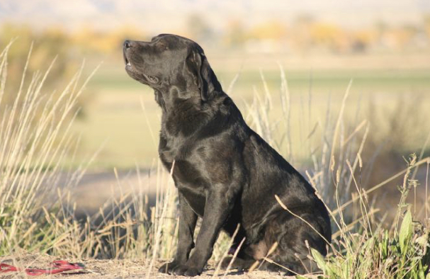 Hidden Springs Is Water Water Everywhere SH | Black Labrador Retriver