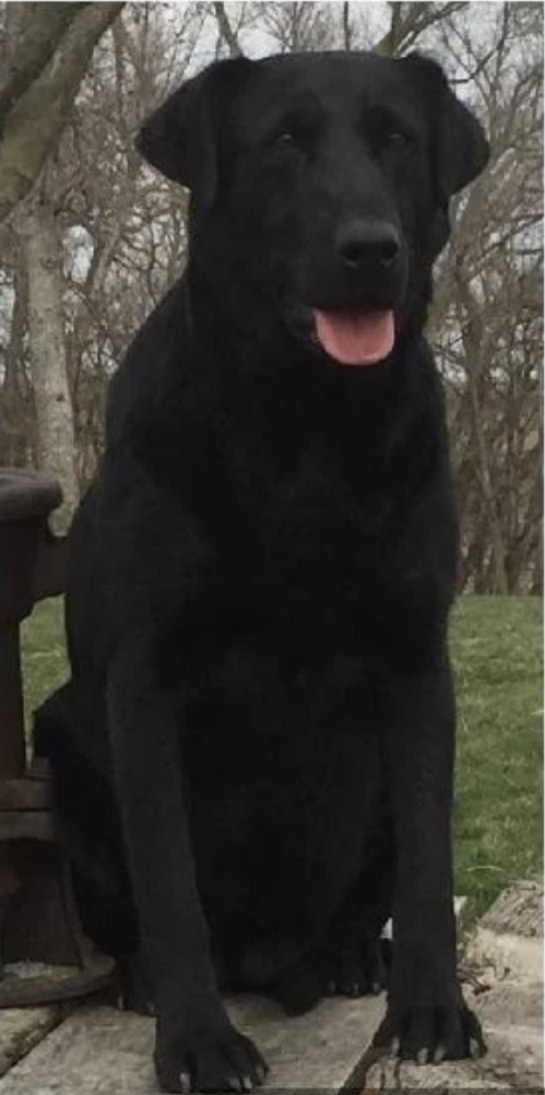 Contenders Rock Paper Scissors | Black Labrador Retriver