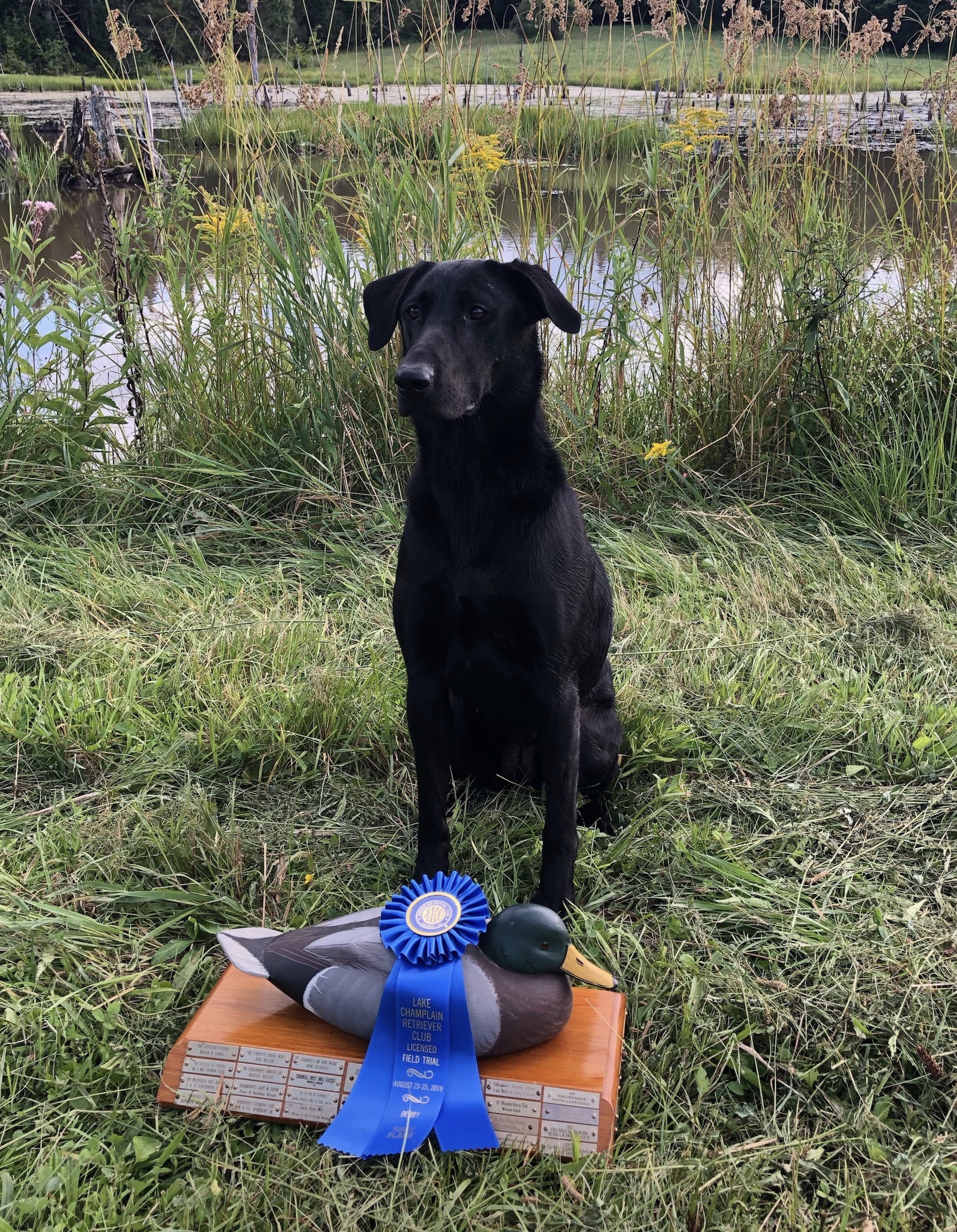 Joppa's Magnificent Lucy Lu MH | Black Labrador Retriver