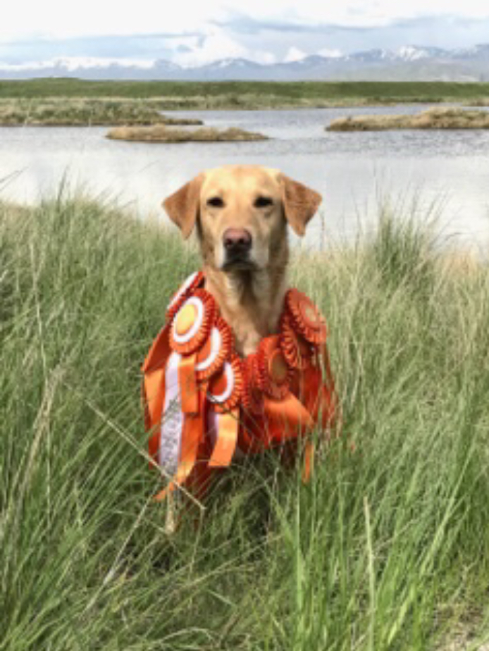 Will-Power’s Handsome Tucker MH QAA | Yellow Labrador Retriver