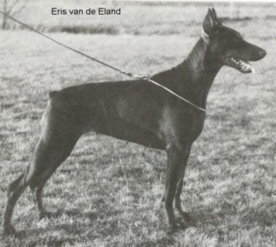 Eris v.d. Eland | Brown Doberman Pinscher