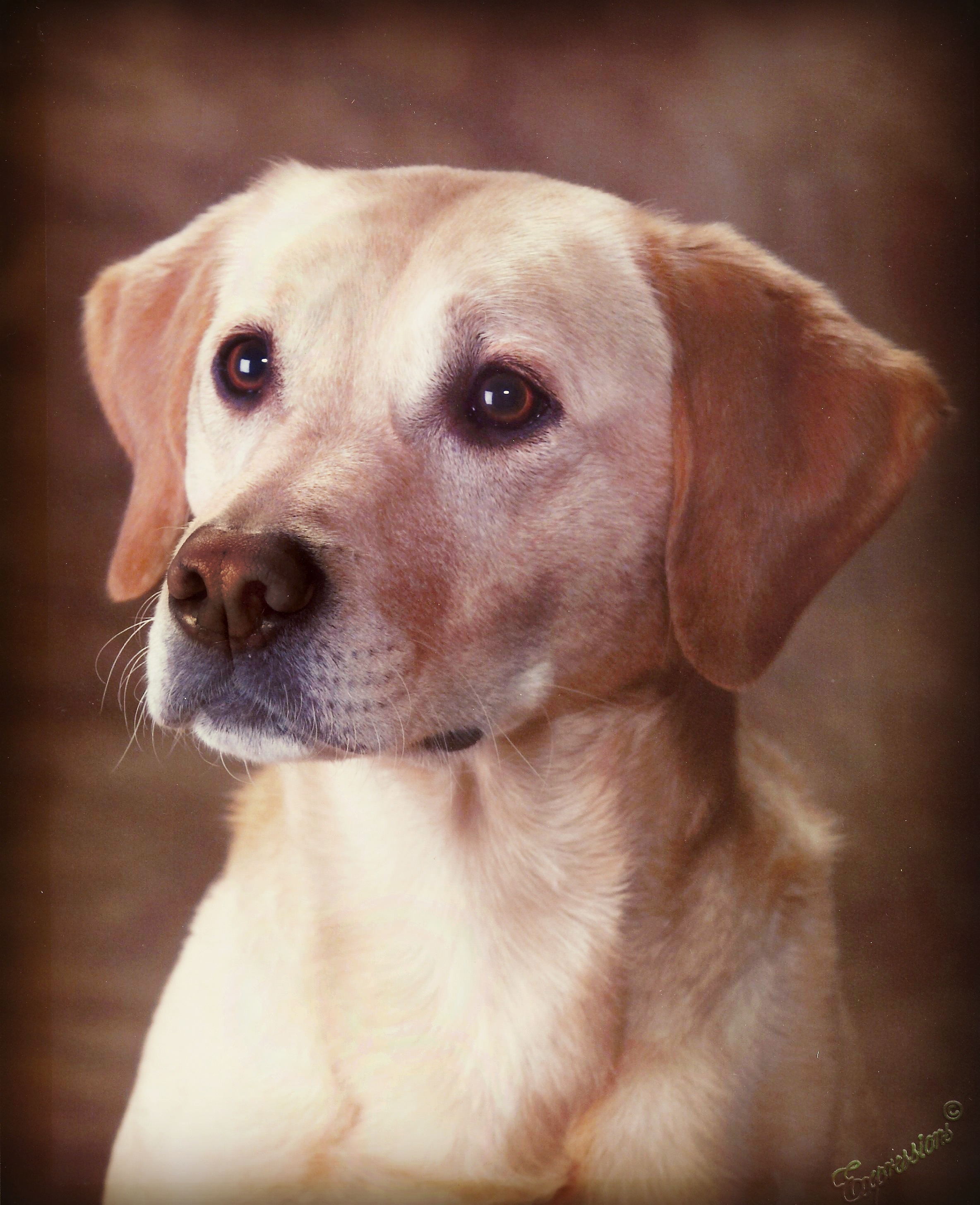 Lakebound Strykes Gold UDX JH RE AXP OJP | Yellow Labrador Retriver