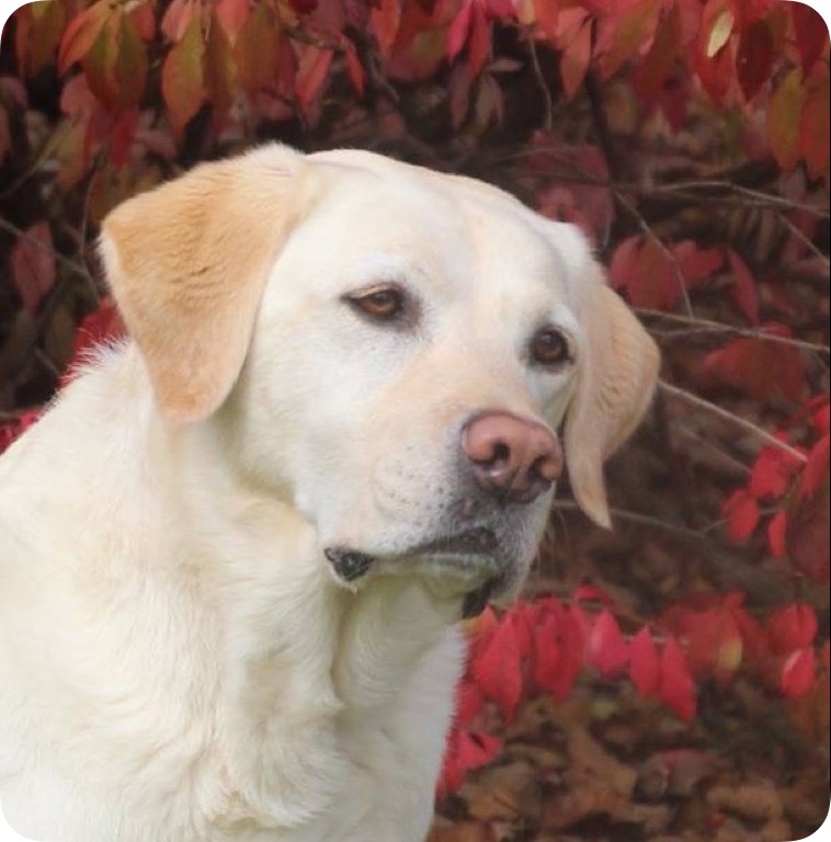 Lakebound Dashes To The Top UDX2 OM3 OA OAJ JH RM TKA | Yellow Labrador Retriver