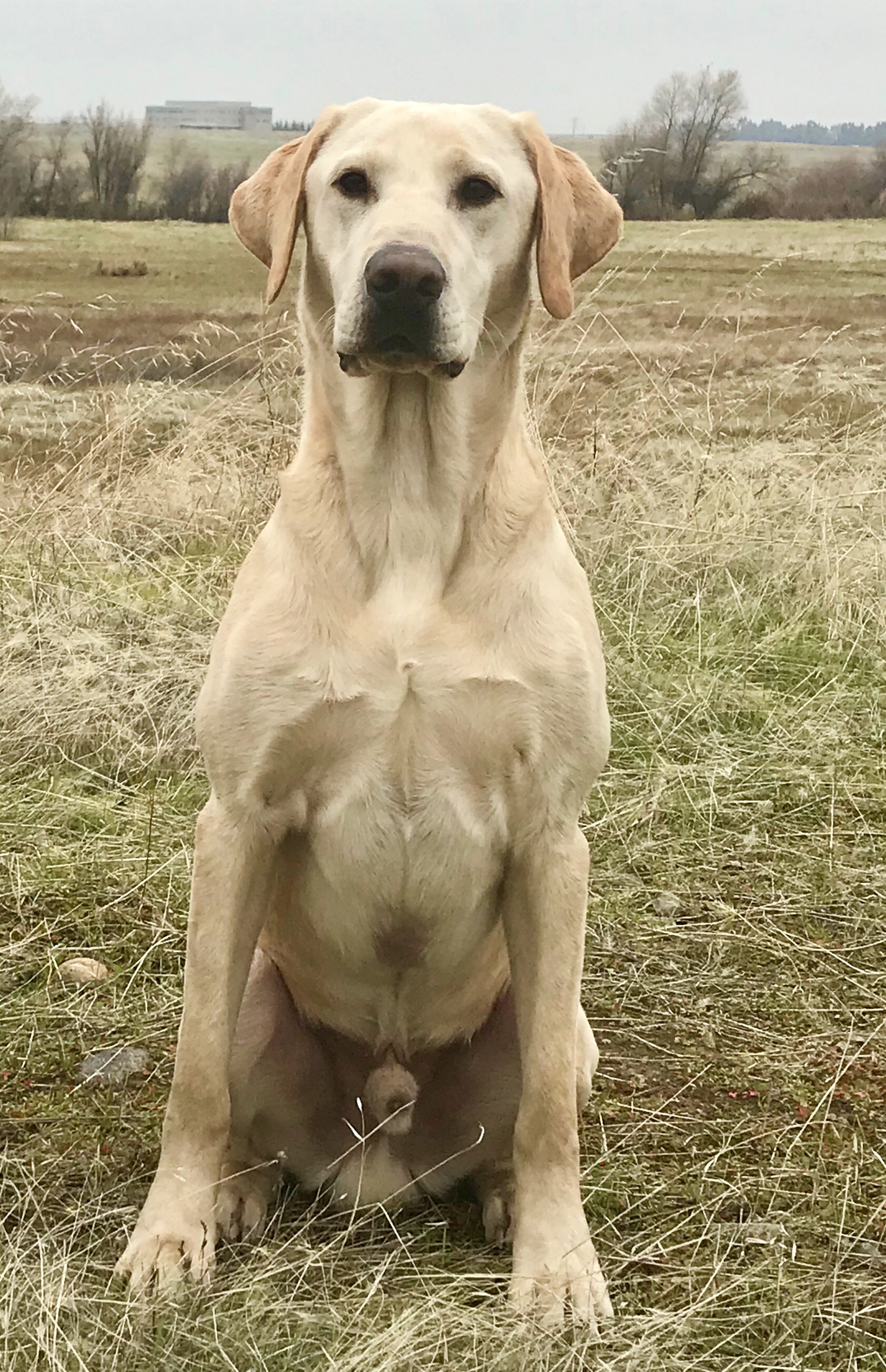 Cosmic Axion Jaxson SH | Yellow Labrador Retriver