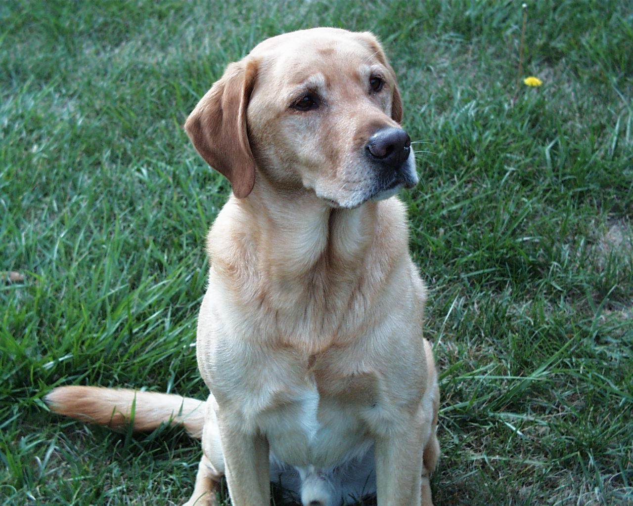 Plymrock’s High Riser UDX2 JH OA OAJ | Yellow Labrador Retriver