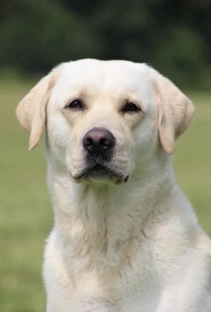 Kerrybrook’s Tug At My Heart MH SH TKA WCX CD | Yellow Labrador Retriver