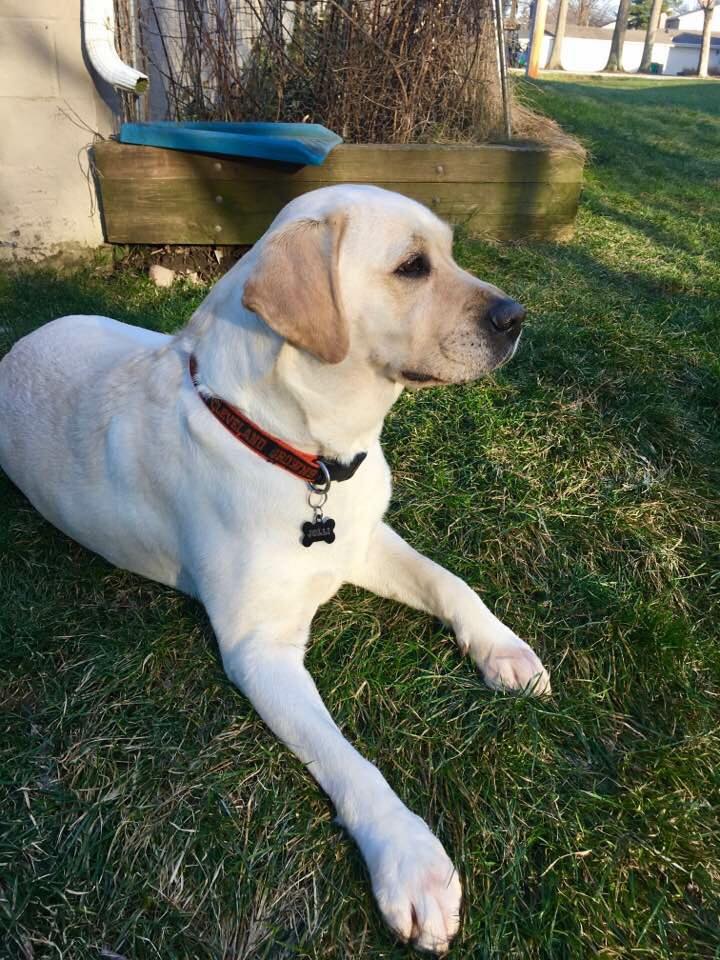 Kerrybrook’s Jolli | Yellow Labrador Retriver