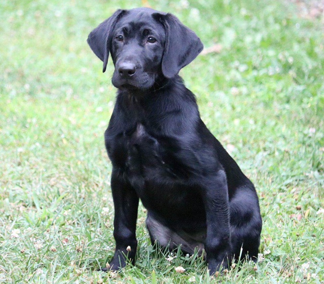 WSD RPM'S Pure Pandemonium | Black Labrador Retriver