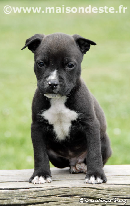 Goliath de la maison d este | American Staffordshire Terrier 