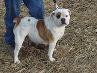 THUNDER HOLLOW'S LITTLE GRETCHIN | Olde English Bulldogge 