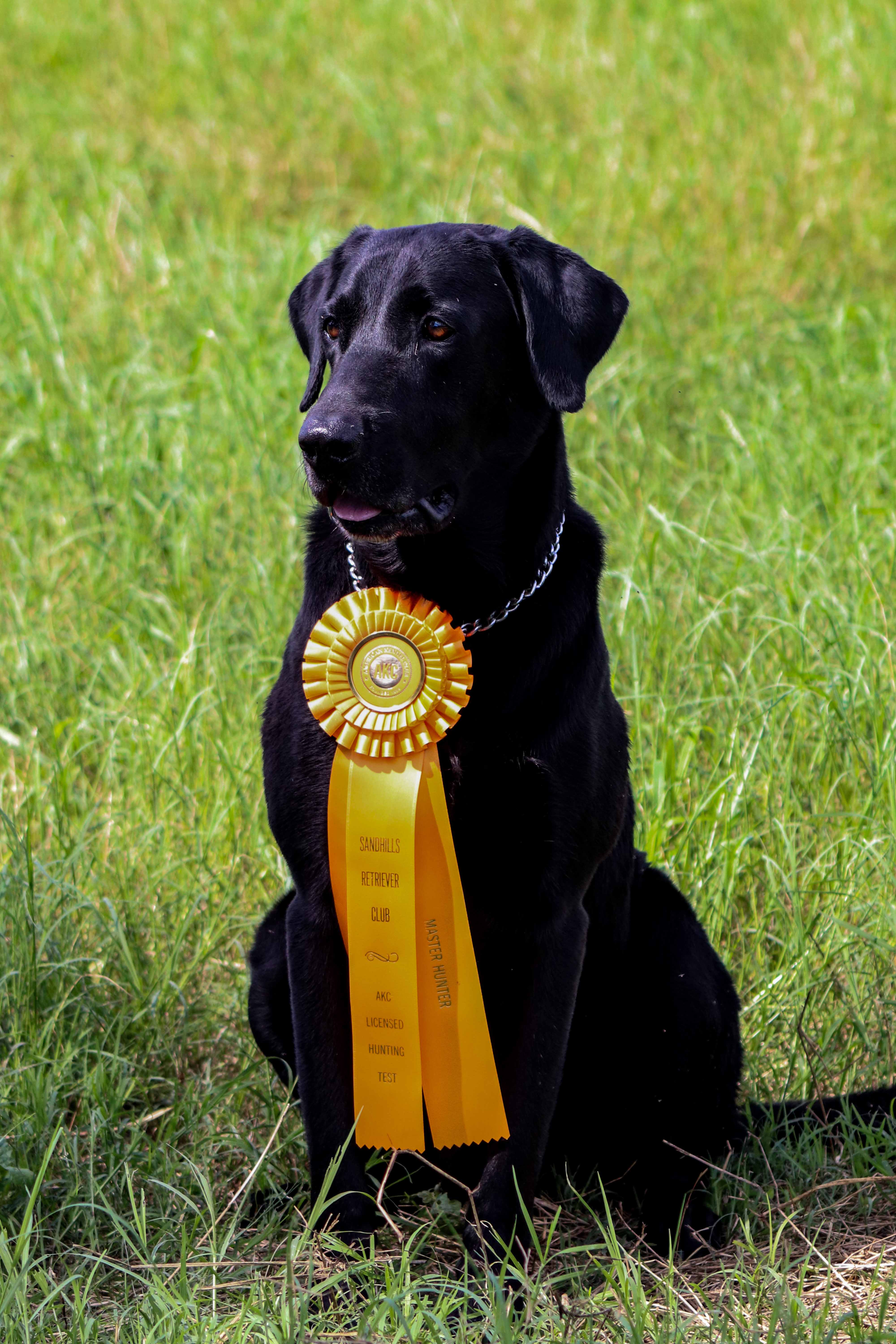 Garrell's Honey Hill Booger Bear MH | Black Labrador Retriver