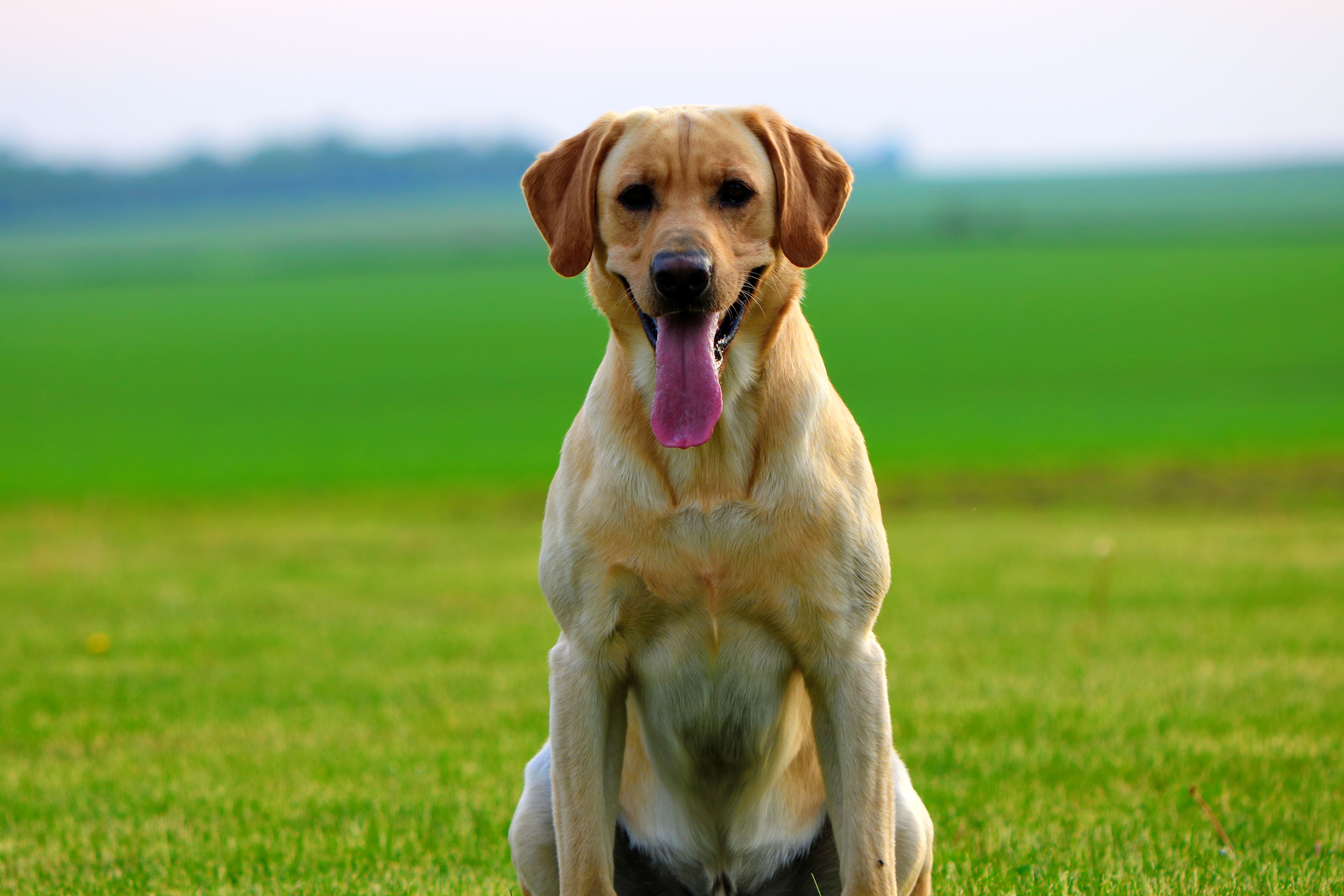 Shelton's Remington | Yellow Labrador Retriver