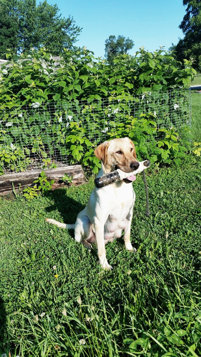 Gunshot Three Point Roundtrip Ticket | Yellow Labrador Retriver