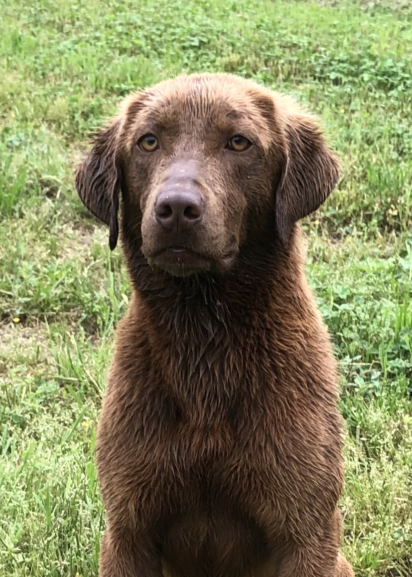 HRCH Browning's Pimp In Distress MH | Chocolate Labrador Retriver