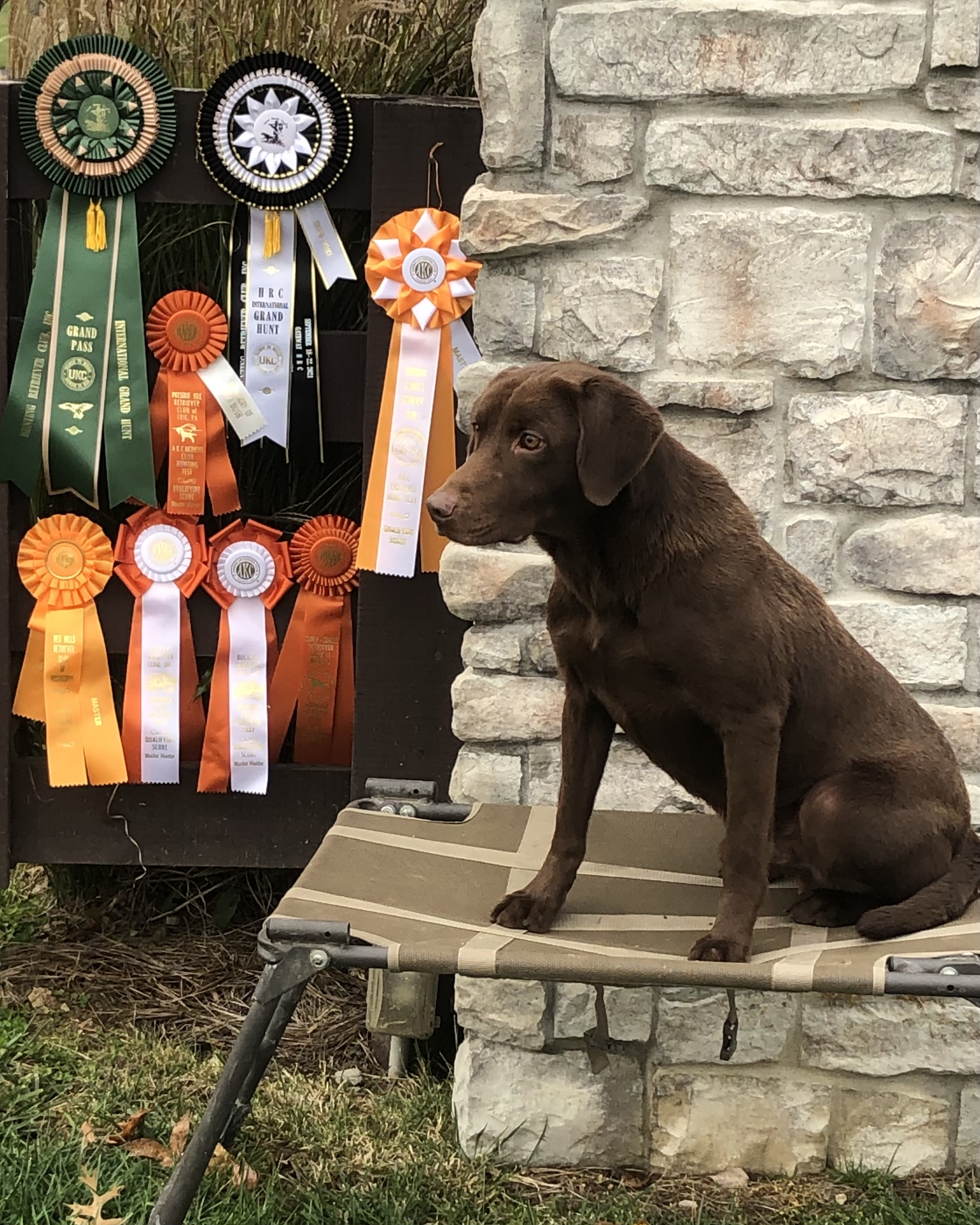 HRCH Browning's Pimp In Distress MH | Chocolate Labrador Retriver