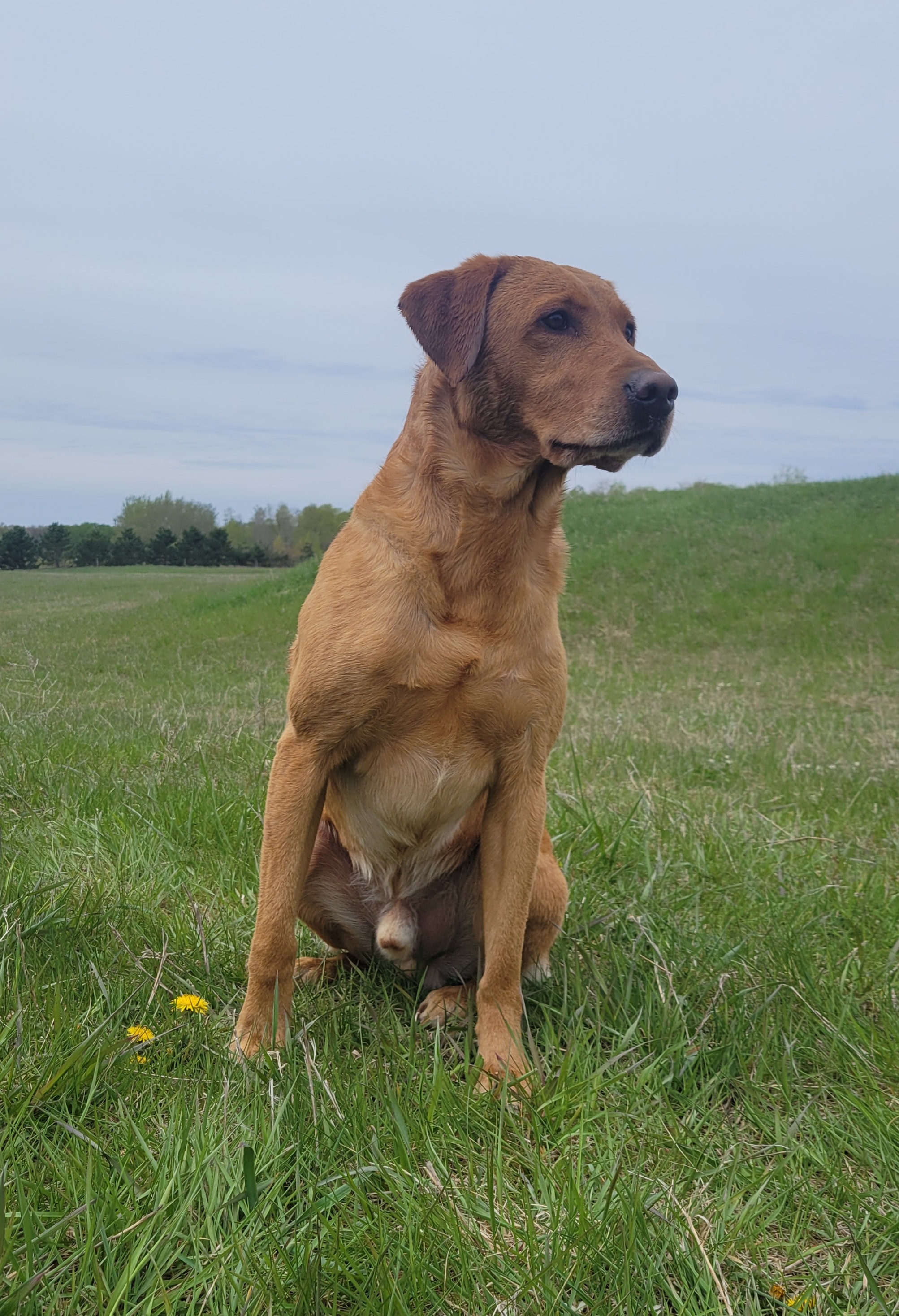 Moment Of Force | Yellow Labrador Retriver