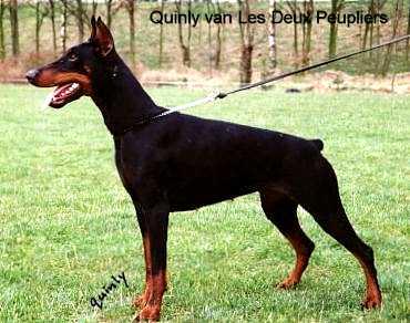 Quinly Les Deux Peupliers | Black Doberman Pinscher