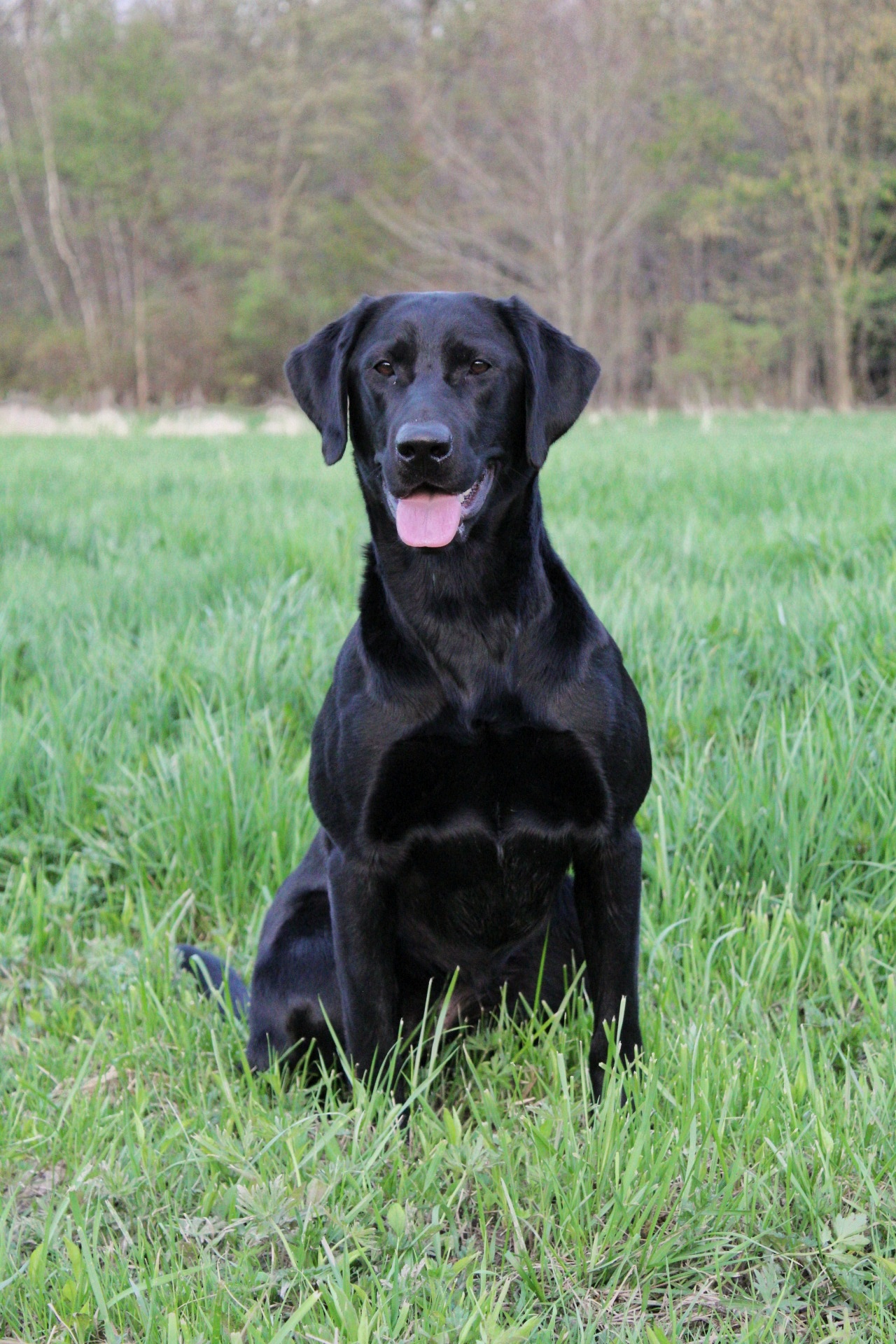 HR Blackwaterdog's Little Bit Sassy MH | Black Labrador Retriver